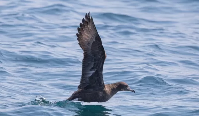 울산 방어진 앞바다에서 포착된 붉은발슴새. 사진제공=홍승민 짹짹휴게소 대표