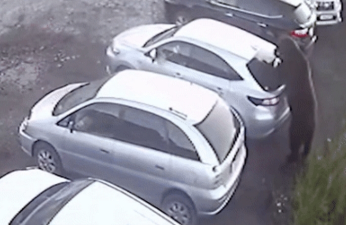 러시아 도심 습격한 곰... 여성 공격해 숨지게 하더니 차량까지 부숴 (영상)