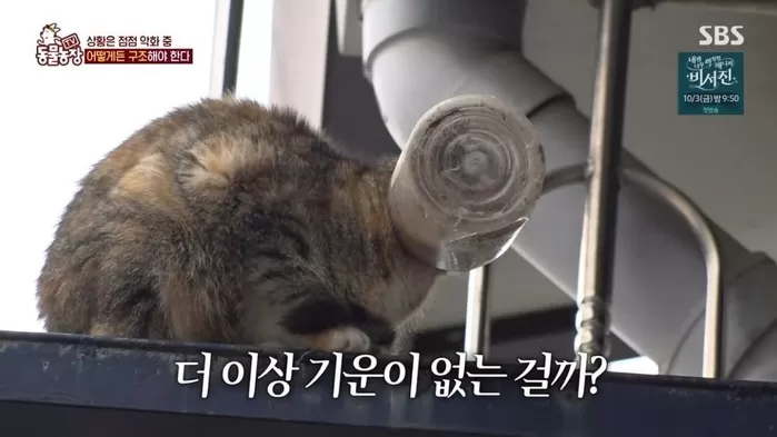 머리에 플라스틱 통 끼어 아무것도 못 먹고도 새끼 젖 물린 어미 고양이의 모성애