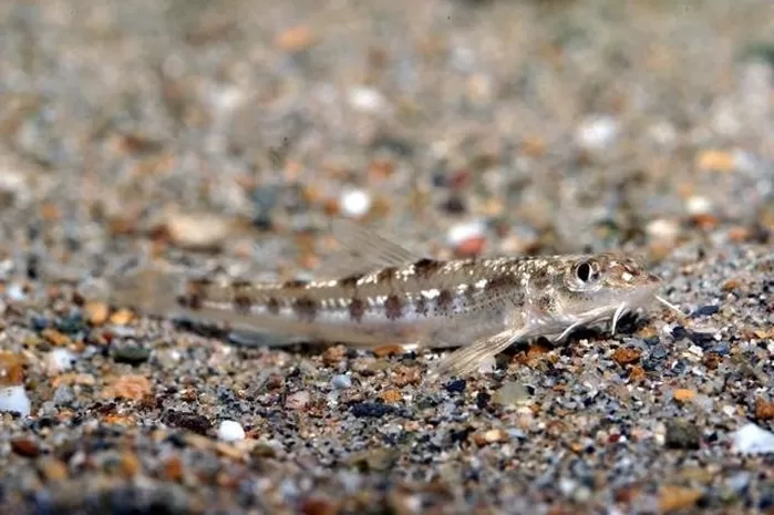 4.2도 기온 상승하면 모두 사라질 수도 있는 ‘멸종위기 물고기’ 19종