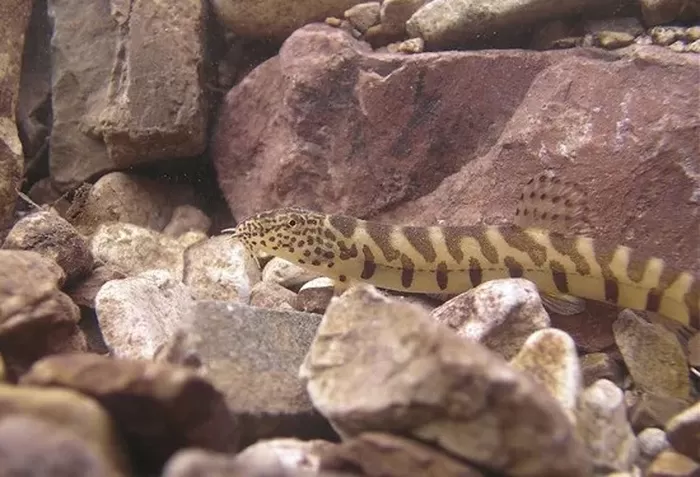 한반도 평균기온이 4.2도 오르면 열목어·흰수마자·부안종개 등 멸종위기 야생생물로 지정된 어류 68%가 사라질 수 있다는 분석이 나왔다. 사진은 부안종개. 국립공원공단 제공