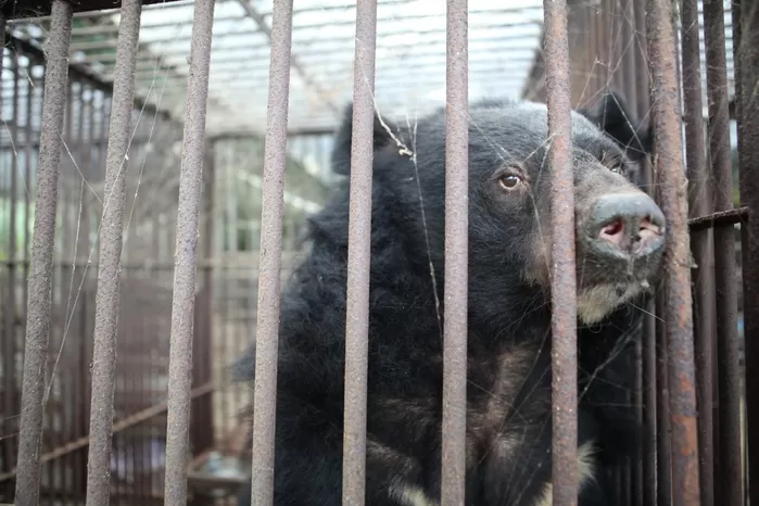 40년 만에 철창 벗어나 흙 밟은 ‘사육곰들’... 구례 보호시설 10마리 이송 완료
