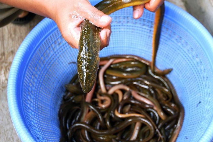 춘천 소양호서 행운의 ‘황금장어’ 발견했다... “좋은 일 생기려나”