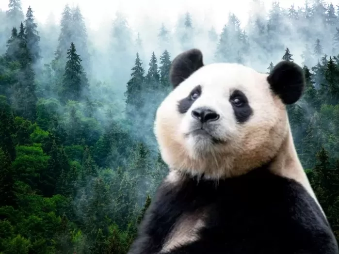 “푸바오를 다시 한국으로”... ‘한중 푸바오 귀한 추진위원회’ 출범