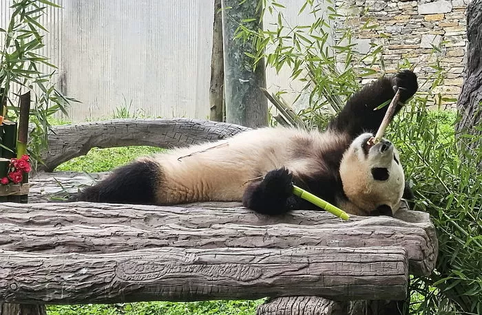 선수핑기지에서 대나무 먹방 중인 푸바오 / 뉴스1