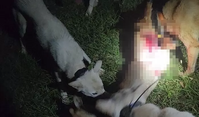 범행 당시 사진. 사진=제주자치경찰단.