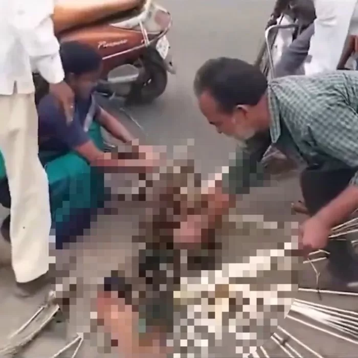 부상당한 공작 구조는커녕 ‘깃털’만 뽑아가는 주민들... 동물학대 논란