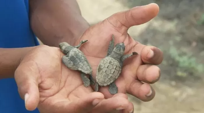 개막작 ‘코리올리 효과’ / 서울동물영화제