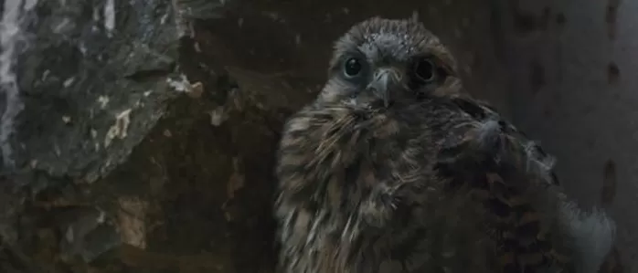 제8회 서울동물영화제 개막작 코리올리 효과의 한 장면. 서울동물영화제 홈페이지 캡처