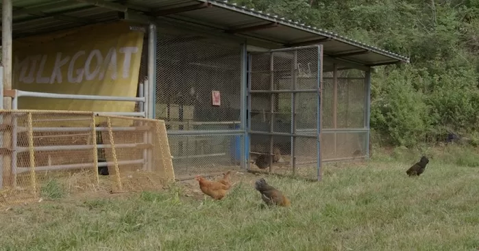 작은 발자국: 카라 생추어리 다큐멘터리