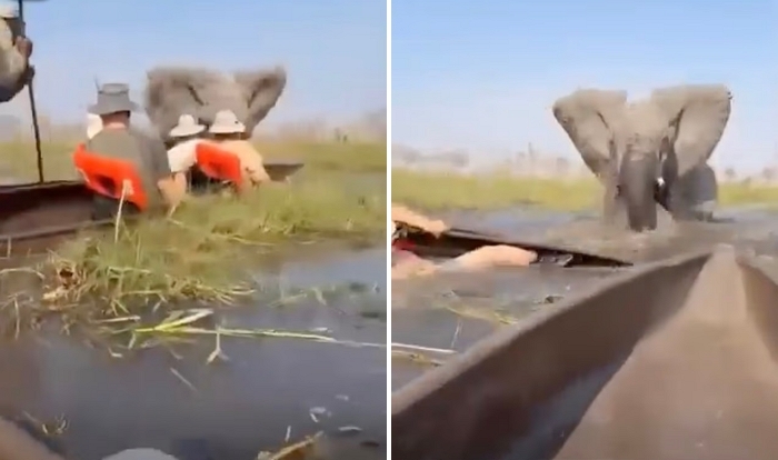 아프리카 사파리 투어 중 벌어진 아찔한 순간... 코끼리가 관광객 공격한 이유는?