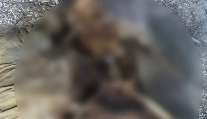 핸드폰 분실 하루 만에 되찾았는데... 사진첩에서 ‘백골 사진’ 발견한 남성