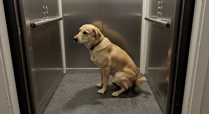 아파트 ‘엘베’에 반려견 배변 방치한 견주가 올린 ‘한자 사과문’... 입주민 분노 더 커졌다