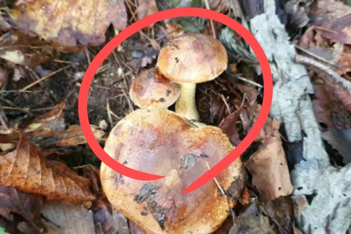 “송이버섯 아닙니다 손도 대지 마세요”... 성묘객 야생 독버섯 주의령