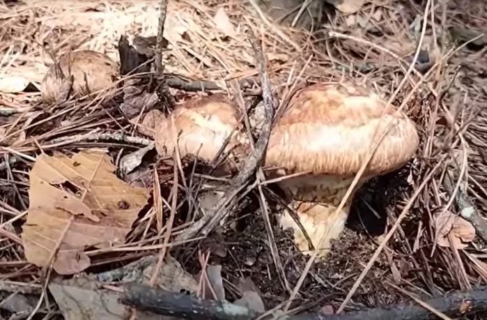 0002538702_003_20251002174014814 (1).jpg