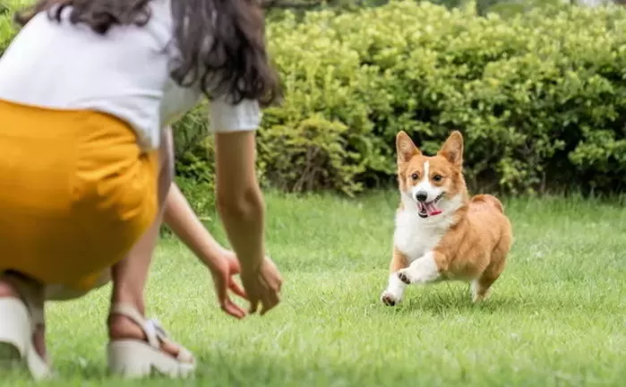 추석 연휴 고향ㆍ여행 갈 때 ‘댕댕이’ 걱정된다면 ‘이곳’에 맡기세요