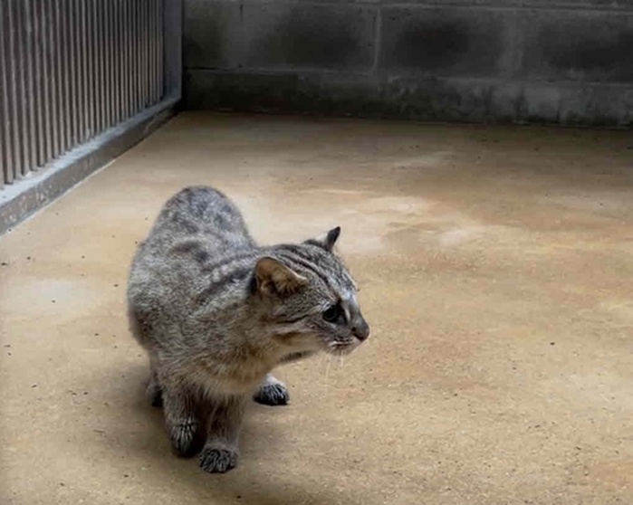 교통사고로 시력을 잃은 ‘삵’, 밀수 과정서 구조된 ‘앵무새’... 우치동물원 새 가족 됐다