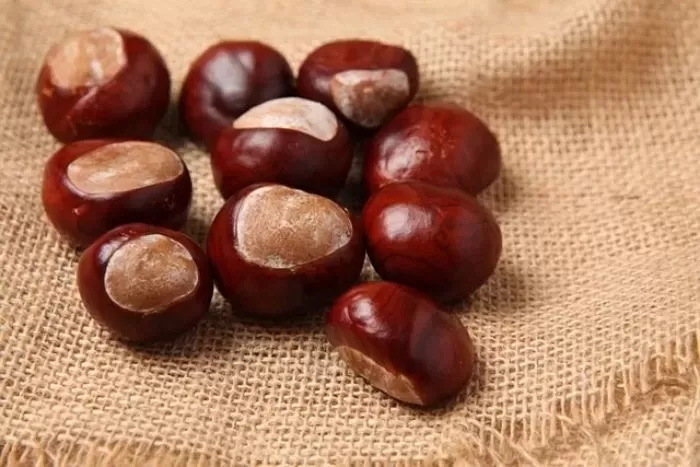 가을철 길거리 밤 닮은 ‘이 열매’... “이거 먹으면 응급실 직행합니다”