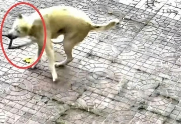 독사에 물려도 주인 지킨 시바견... “끝까지 지켰다” 감동 실화