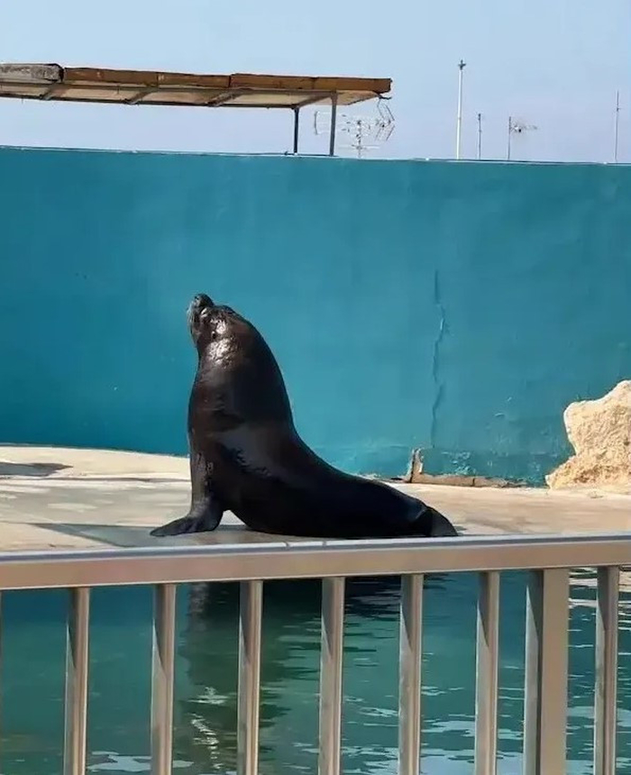 짝 잃은 바다사자, 2년째 혼자 수조 맴돈다... “아직도 기다리고 있어”
