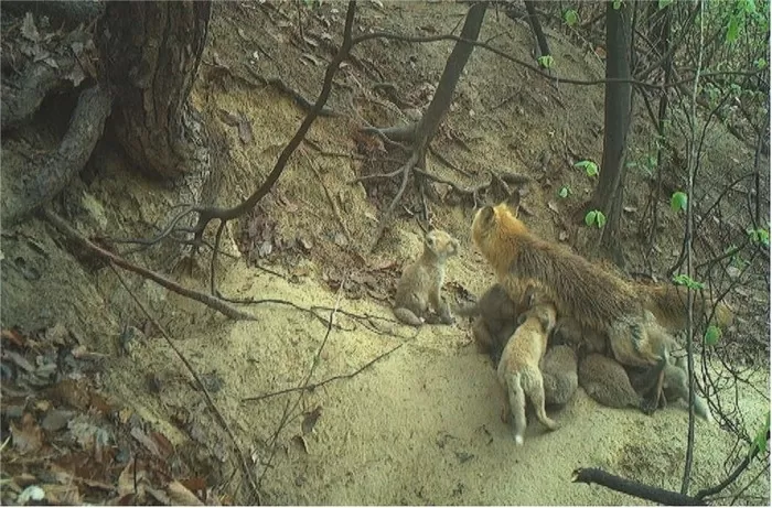 ‘멸종위기’ 여우가 새끼 12마리 육아하는 희귀 영상 공개됐다