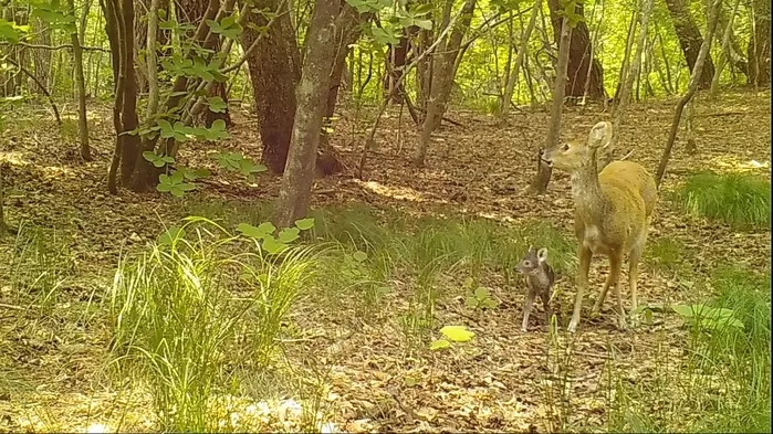 가야산국립공원에서 담비로부터 새끼를 보호하는 고라니. [국립공원공단 제공. 재판매 및 DB 금지]