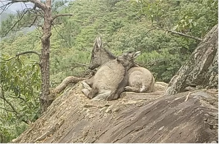 재작년 10월 9일 속리산국립공원 고지대 바위 위에서 산양과 새끼 산양이 쉬는 모습. [국립공원공단 제공. 재판매 및 DB 금지]