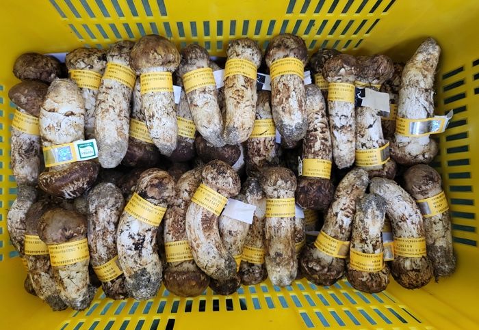 불볕더위와 가뭄으로 역대 최고가 찍었다... 1kg에 160만원 줘야 먹을 수 있다는 ‘이 버섯’