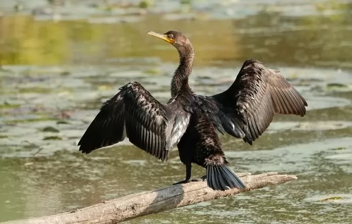 민물가마우지 / gettyimgesBank