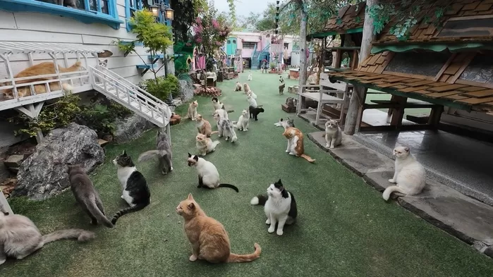 오늘(10일) ‘고양이를 부탁해’ 마지막회... 100마리 유기묘 보호소서 감동적 이야기 펼쳐진다