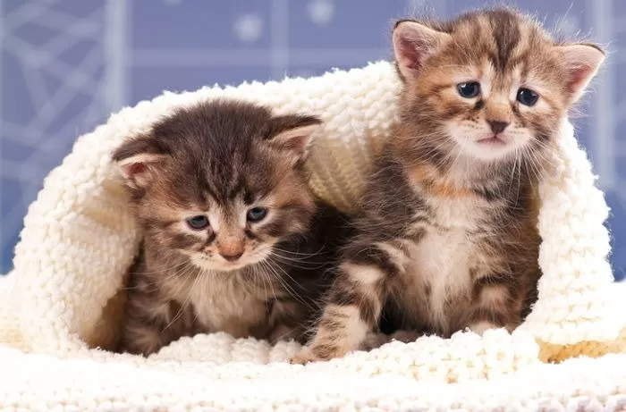 “살아있는 새끼 고양이를 뱀 먹이로”... 미국 고등학교 교실에서 벌어진 충격 사건