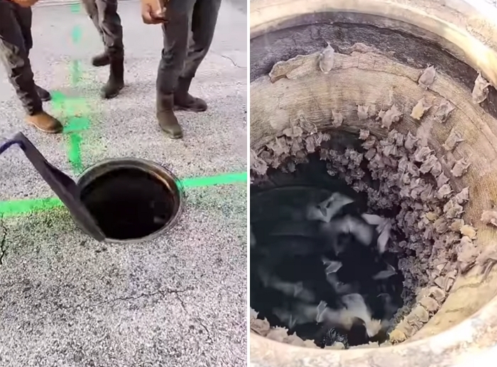 “맨홀 뚜껑 열었더니 시커먼 것들이 우글우글”... 시민들 공포에 빠뜨린 충격적인 정체