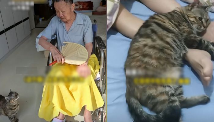 6년간 늘 집사 품에 착 달라붙어있던 반려묘... 집사 세상 떠나자 1시간 뒤 숨 거둬