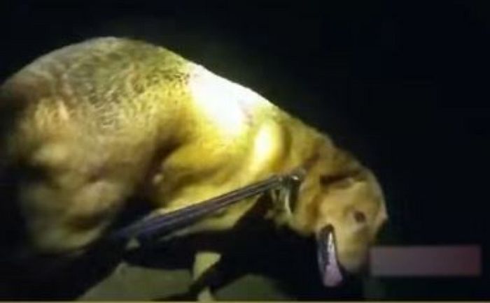 “따라오시개!”... 실종 신고에 출동한 경찰 길 안내해 86세 할머니 목숨 구한 강아지