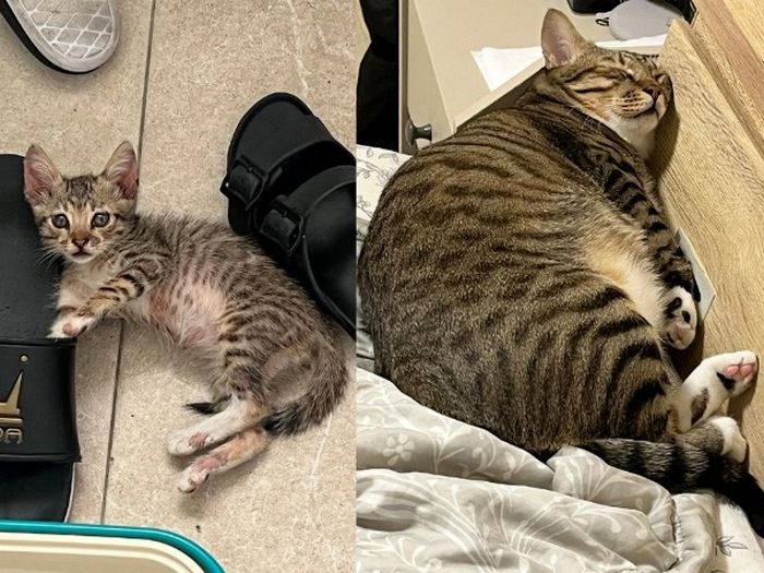 영양실조 걸려 구조된 길냥이... 몸짱 아빠와 산 지 2년 만에 공개된 ‘반전 근황’