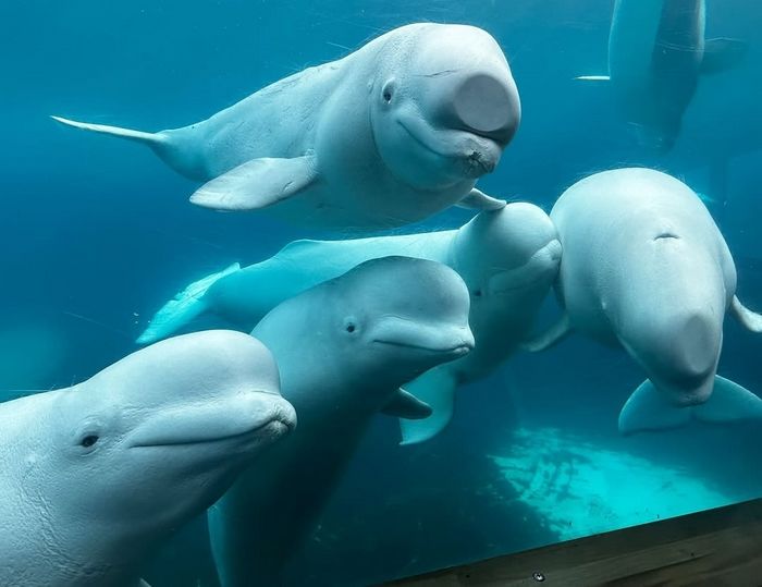 ‘동물 학대 논란’ 캐나다 동물원, 재정난으로 벨루가 30마리 안락사 위기