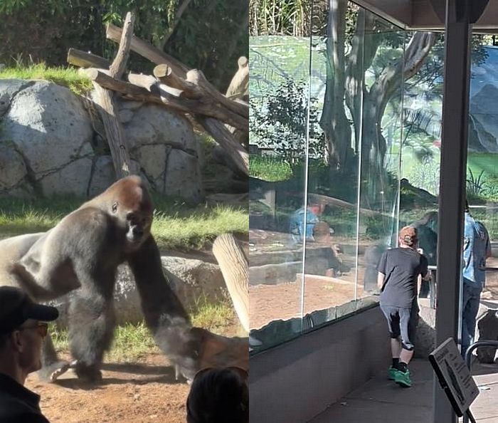 227kg 고릴라가 유리창에 ‘쾅’ 부딪혔더니 유리 ‘와장창’... 관람객 혼비백산 (영상)