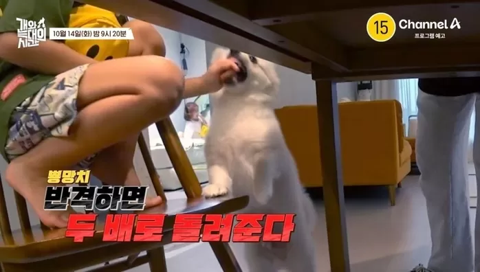 채널A '개와 늑대의 시간'