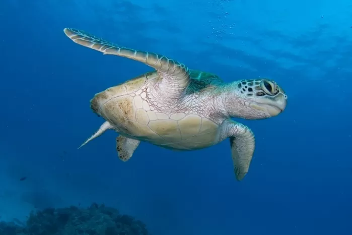 “40년간 지속된 보호 활동 성과”... 푸른바다거북 개체 수 회복으로 멸종위기 벗어나