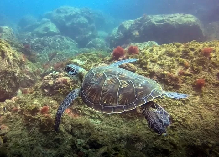 한려해상국립공원 홍도 인근 바닷속에서 헤엄치고 있는 멸종위기 푸른바다거북. 사진 국립공원연구원