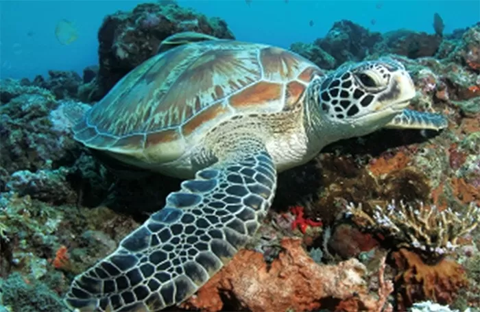 푸른바다거북 /이미지=해양수산부