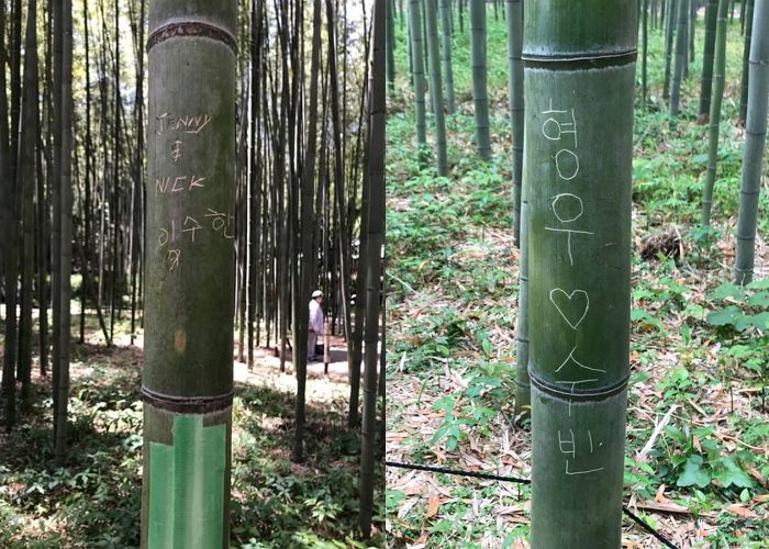 日교토 명소 대나무숲 ‘낙서 테러’로 심각한 피해 호소... ‘한글 낙서’도 발견됐다