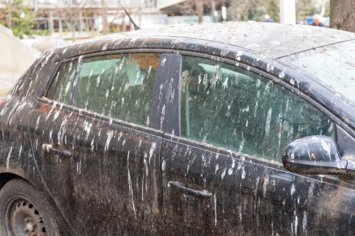 새들도 ‘차량 색깔’ 골라서 배설한다... “‘이런 차’가 피해 가장 커”