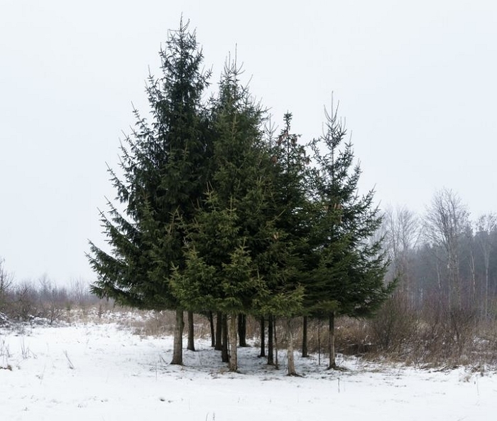 “나뭇잎에서 금이 자란다?”... ‘크리스마스트리’ 가문비나무 잎에서 금 나노입자 검출돼