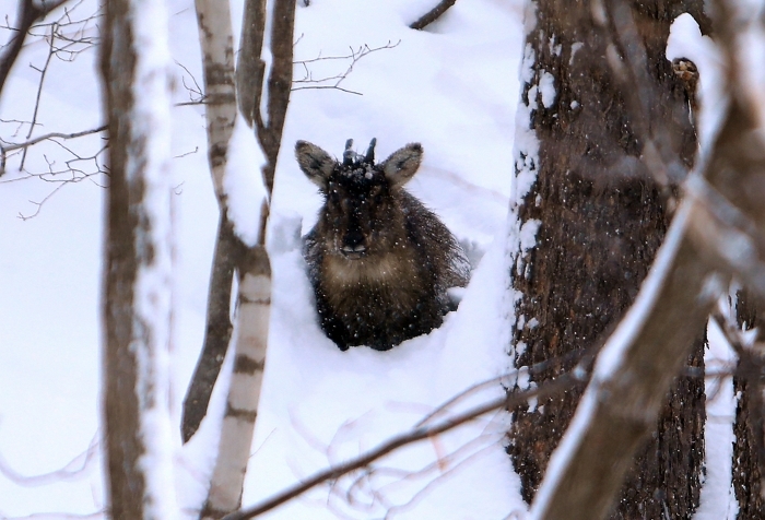 폭설에 파묻힌 산양 / 인제군