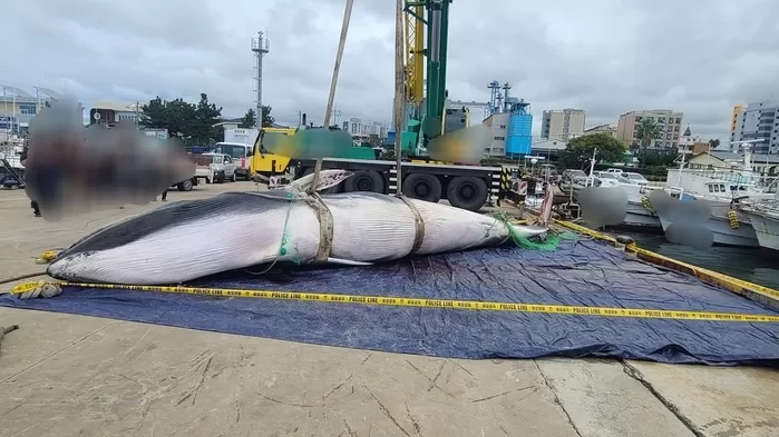 제주 해상에서 혼획된 참고래 사체