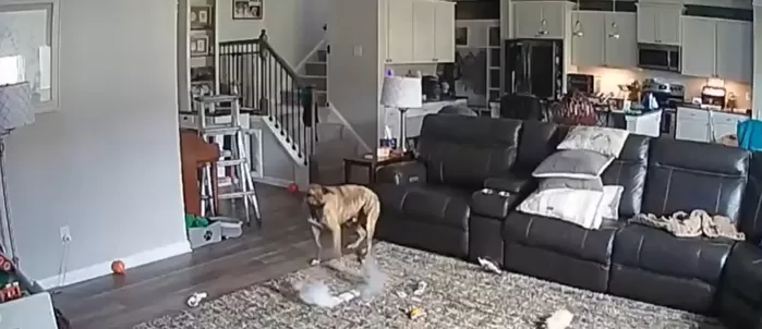 반려견이 리튬배터리 씹어 화재 발생... 소방관 견주도 당황