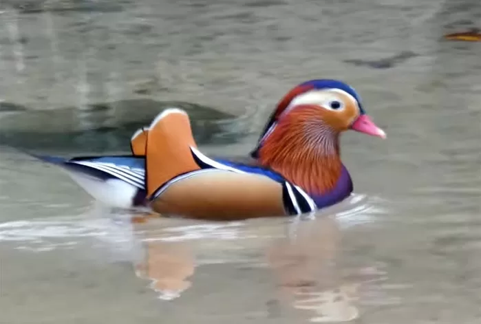 YouTube '청계천야생'