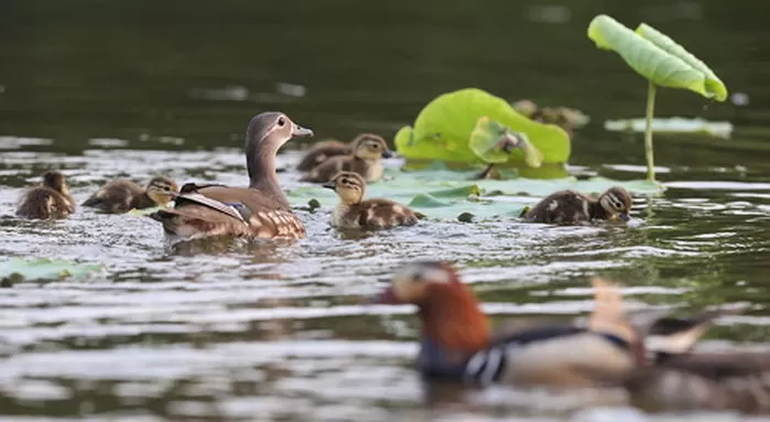 원앙 가족이 노니는 모습. / 뉴스1  