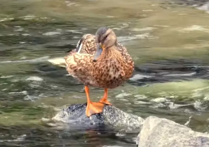 YouTube '청계천야생'